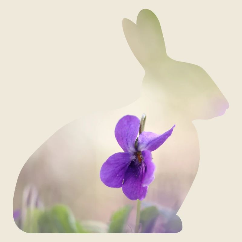 Lapin Lapin