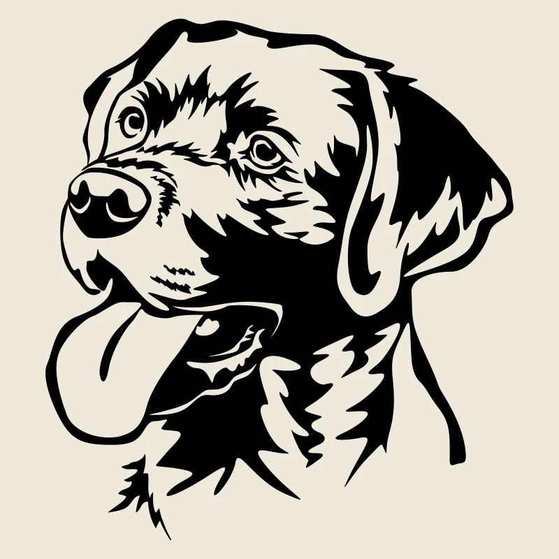 Labrador Retriever tête