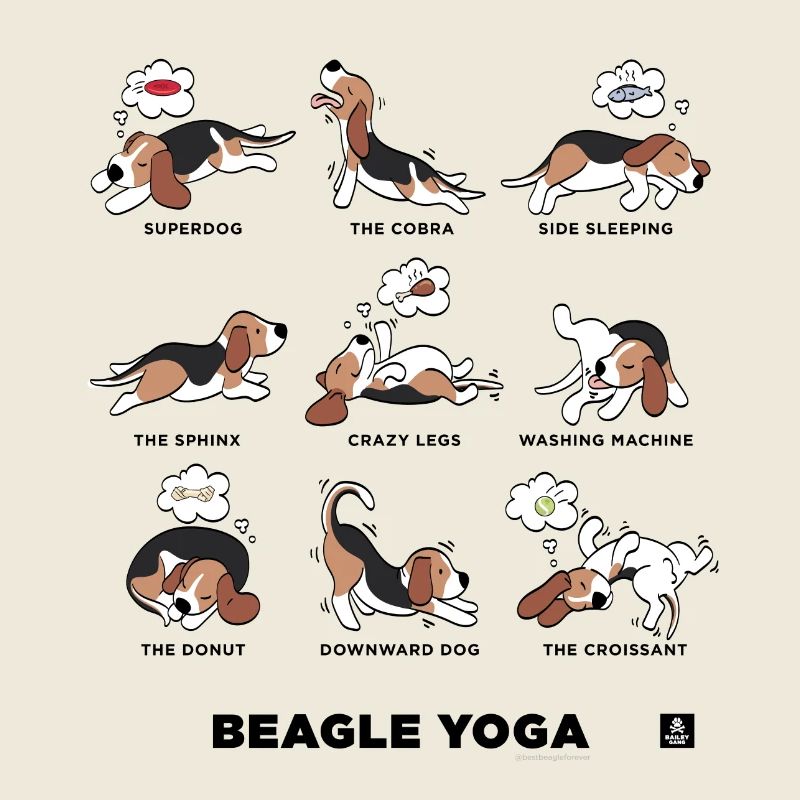 BEAGLE YOGA