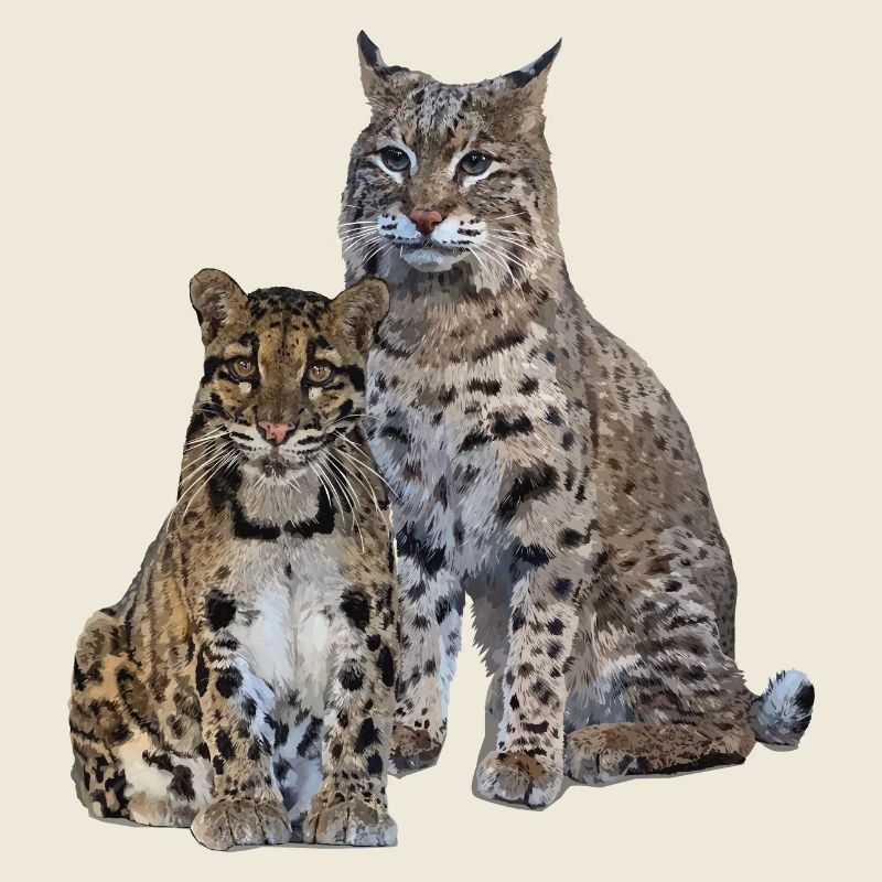 Panthère nébuleuse et lynx