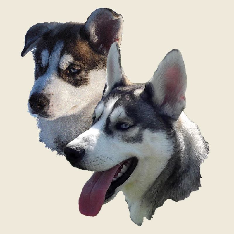 Husky Double Portrait