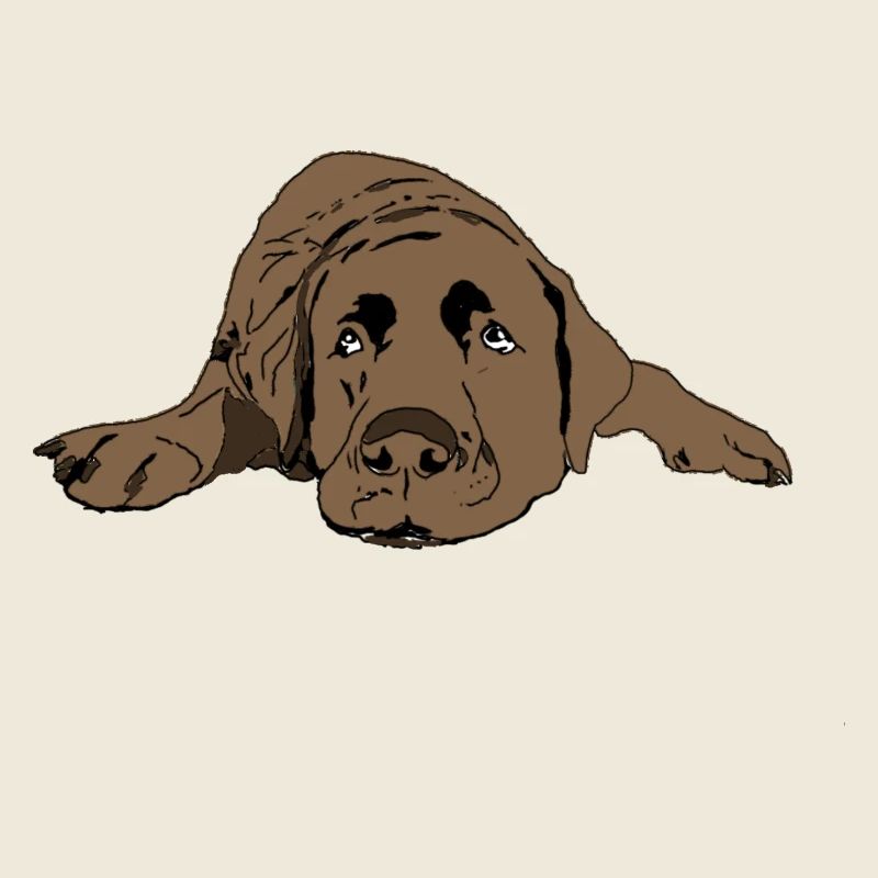 Labrador