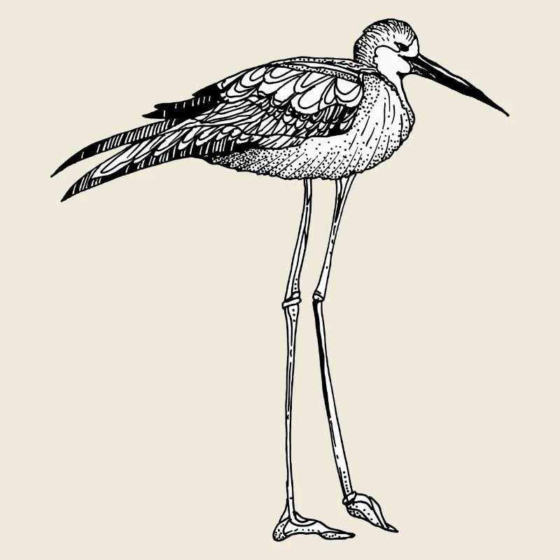 oiseau