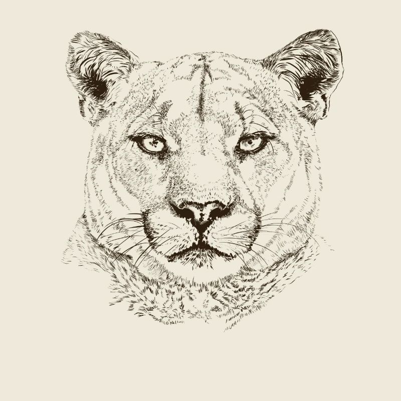 cougar