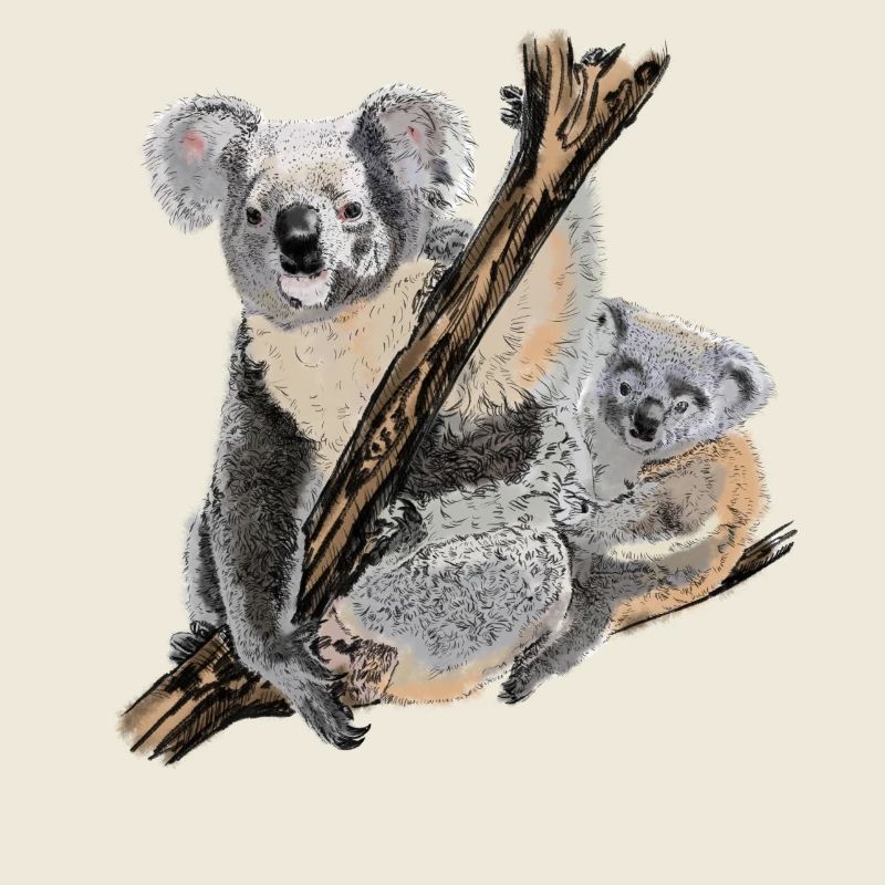 koala bear
