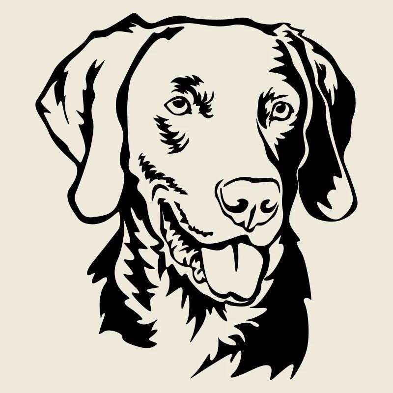 Tête de Weimaraner