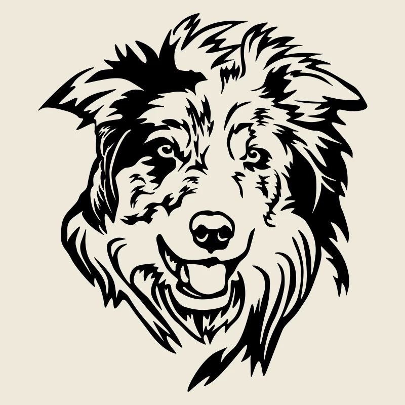 Border Collie Head