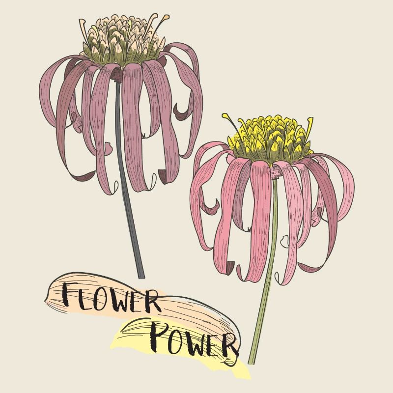 Échinacée, échinacée