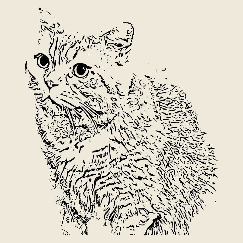 britisch Kurzhaar Katze Katze schwarz Katzen