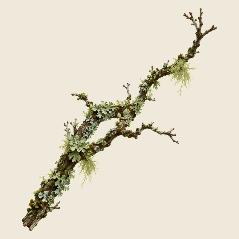 Flechtenzweig Wald Natur Design