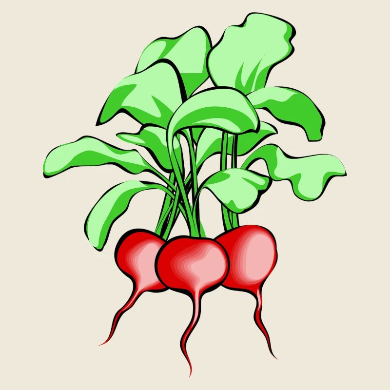 Radieschen. Geschenkidee