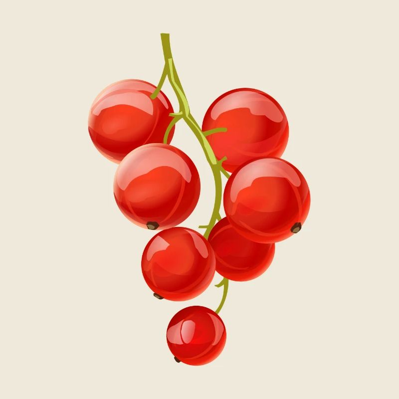 Currant berry fruits fruit