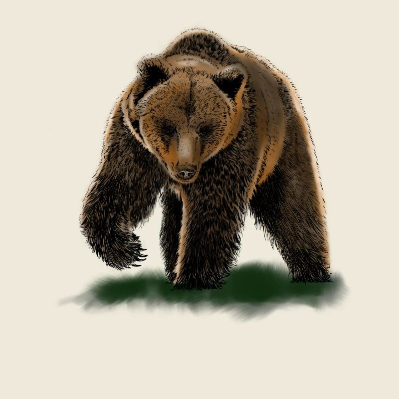 bear