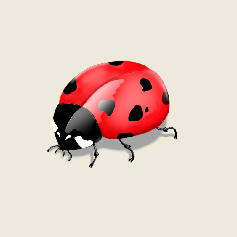 Imprimé insecte