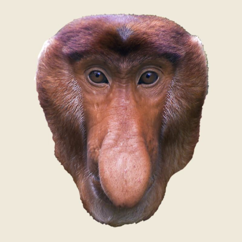 nasal monkey am431