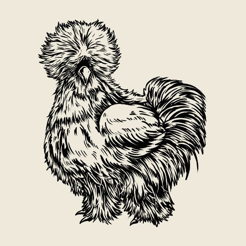Poulet de soie dessin