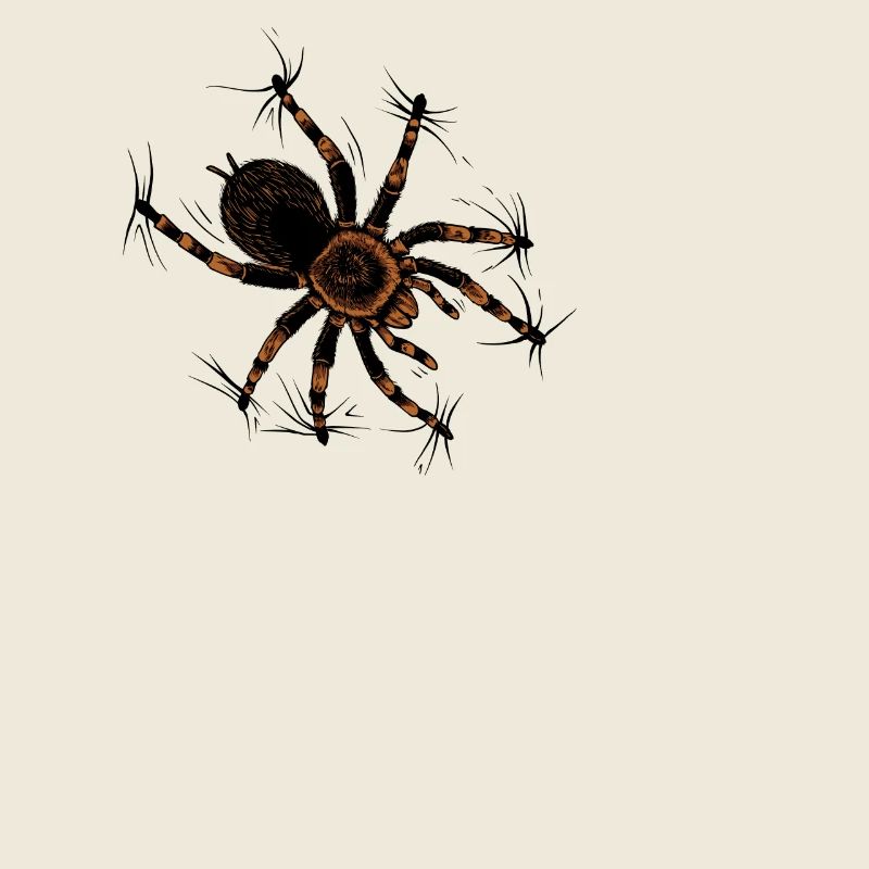 Spider lovers - climbing tarantula