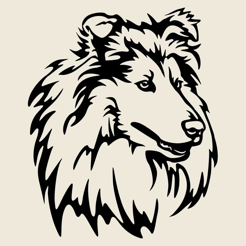 Tête de Collie