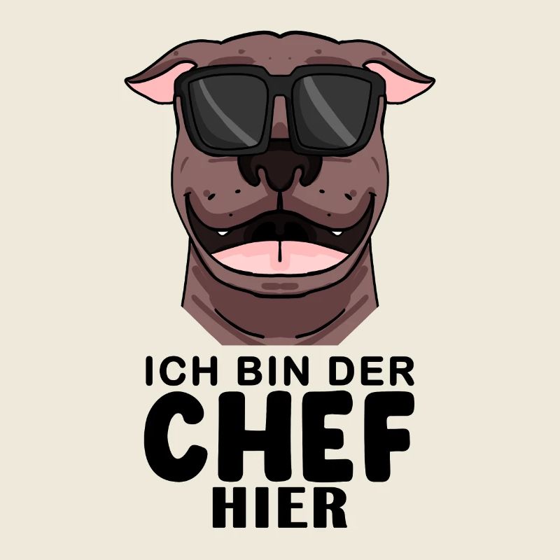 Hund American Pit Bull Terrier Cool Chef