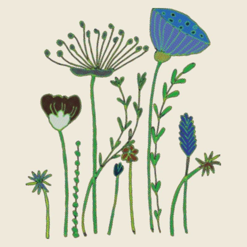 Fleurs séchées demi-tons
