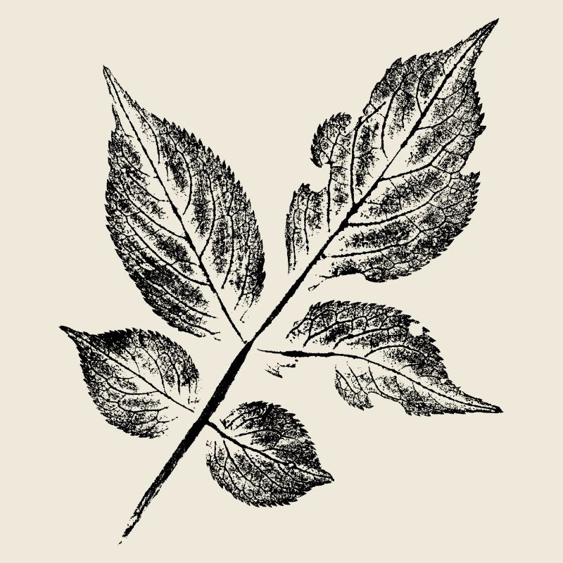 Blatt Holunder (Sambucus)