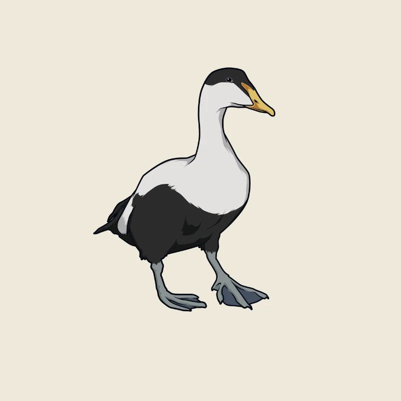 Dessin d’un eider