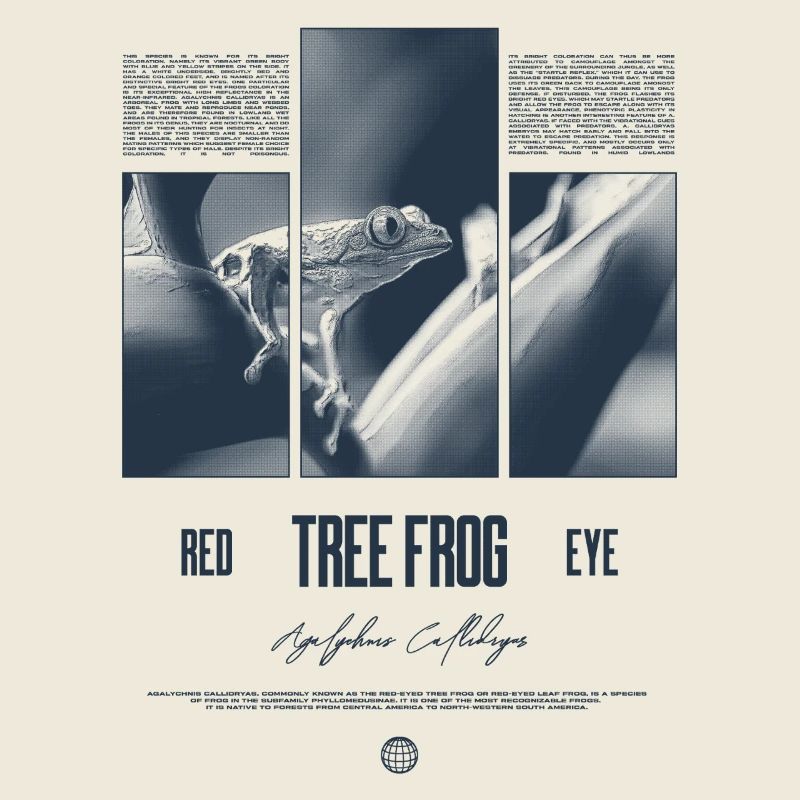 Red Eyed Tree Frog Rainforest Amphibian