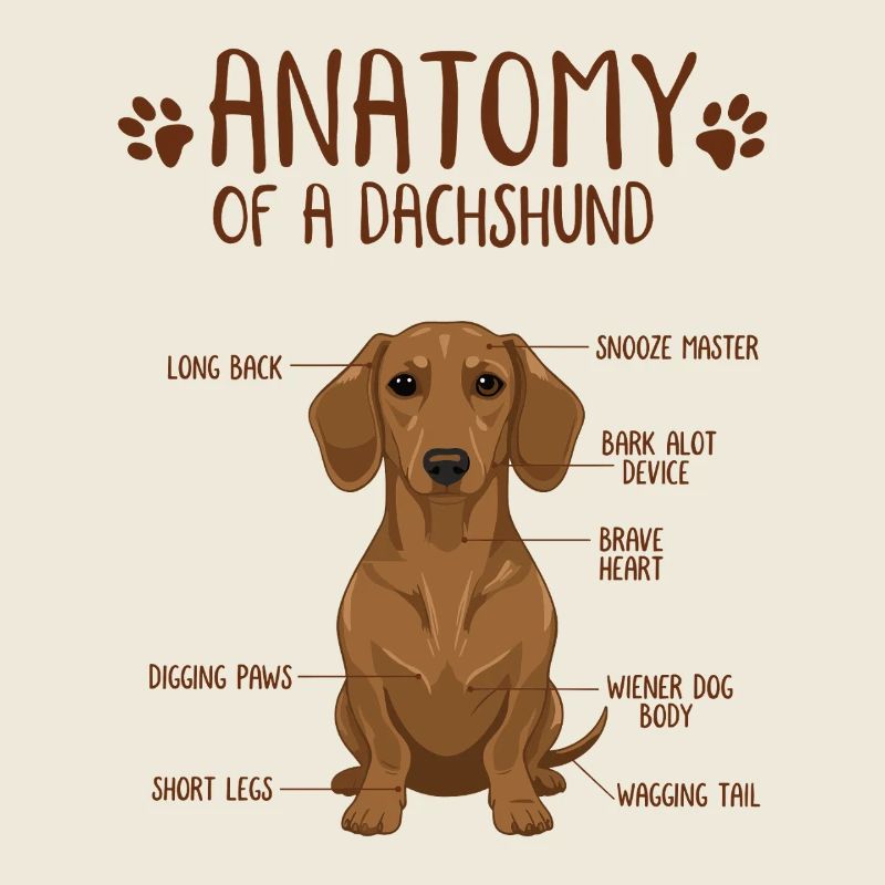 Anatomie d’un teckel