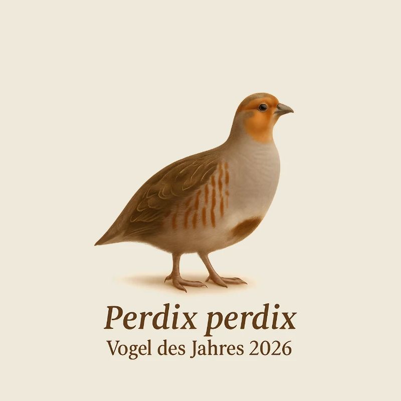 Oiseau de l'année 2026 – Perdrix perdix