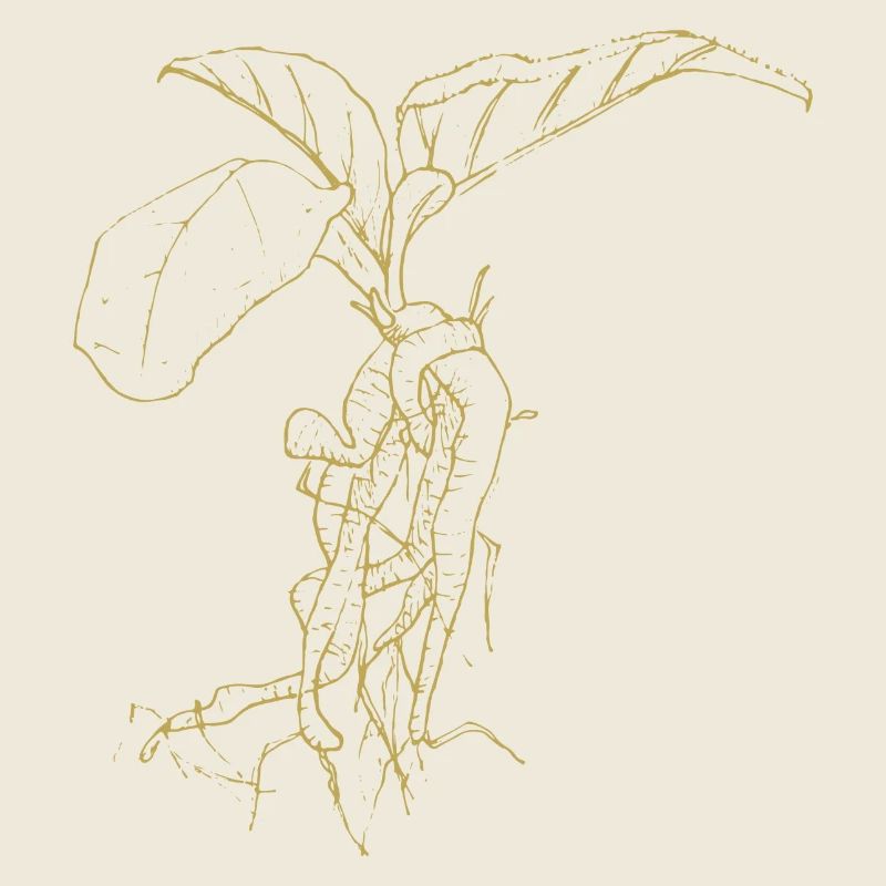 Dessins illustrés Splendeur verte avec mandragore