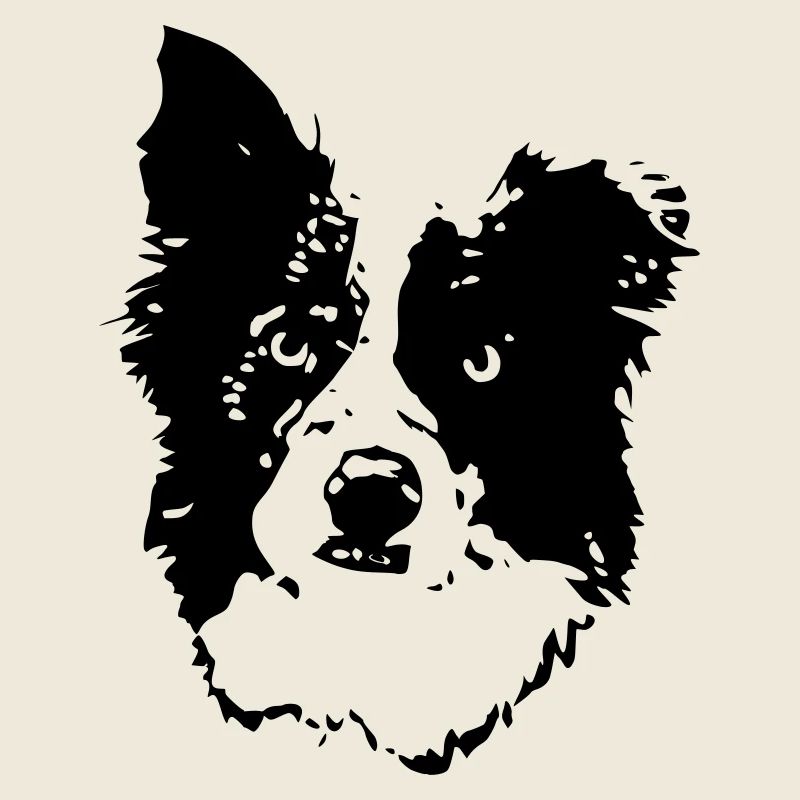 border_collie_benny_cb