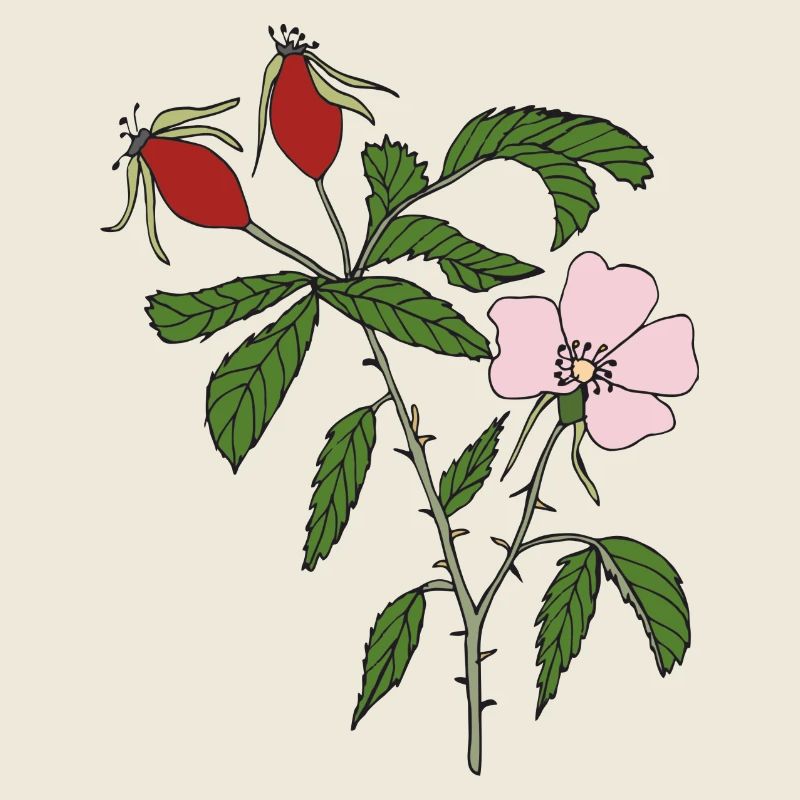 rose musquée