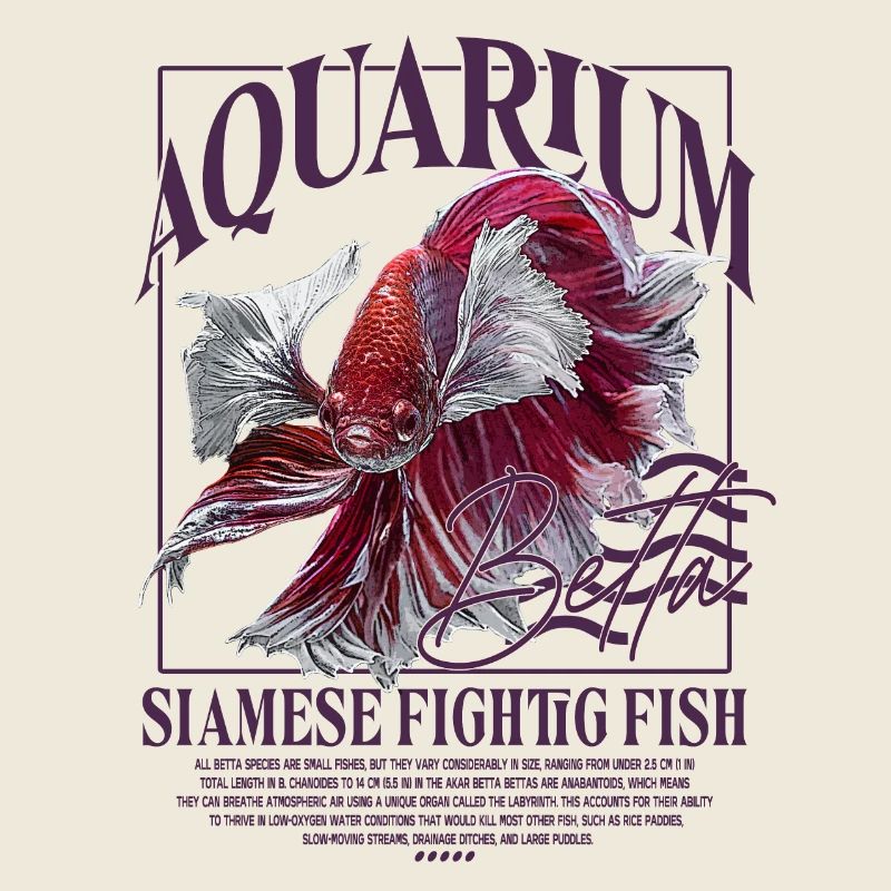 Betta Betta Poisson de combat