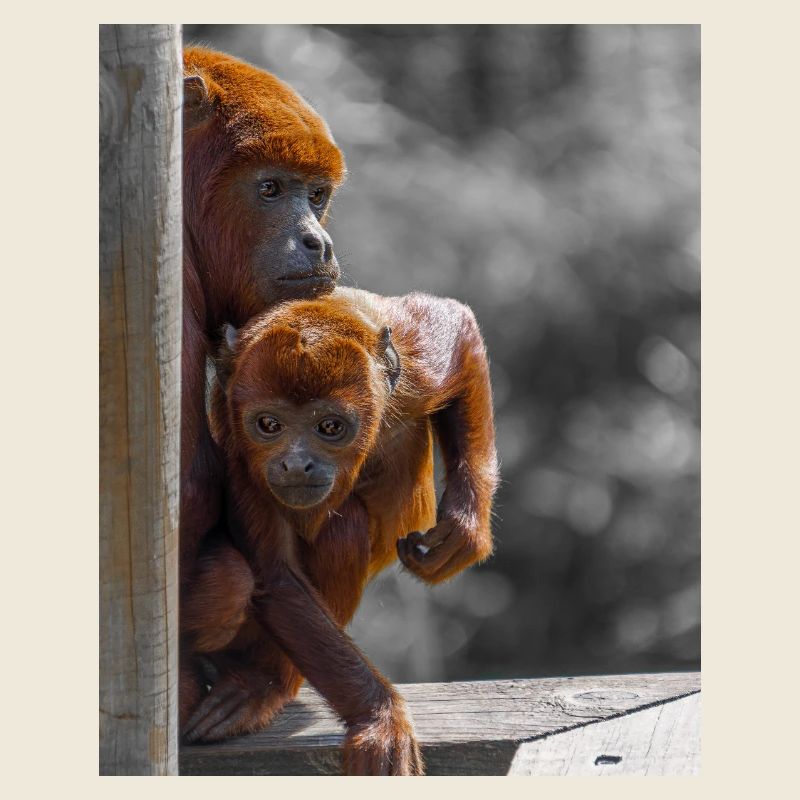 Howler Monkeys