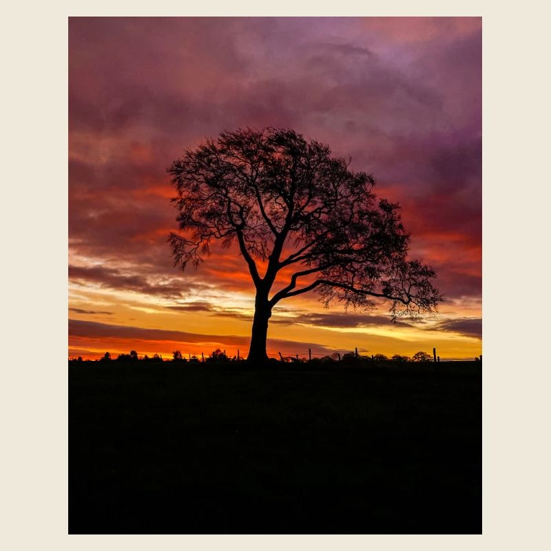 Colourful Sunrise Sky lonely Tree silhouette