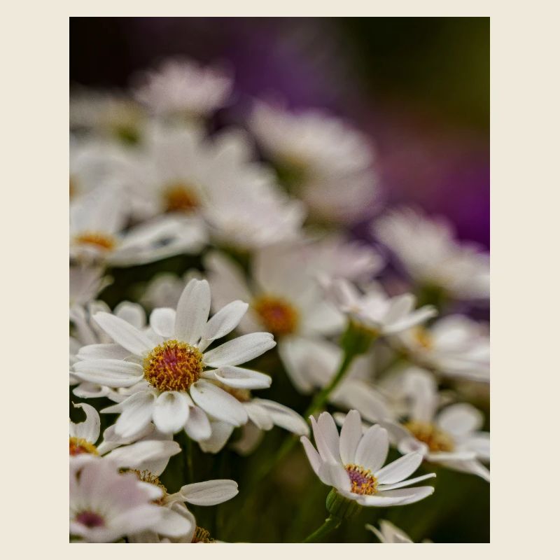 Gänseblümchen Blumen