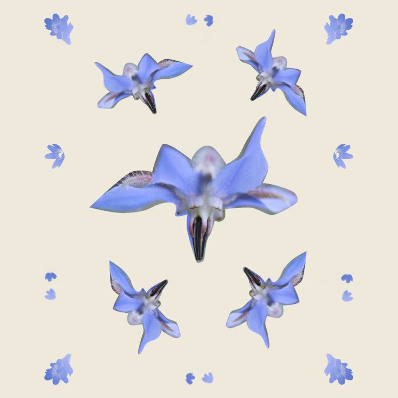 Borretsch Muster blaue Blumen lila Blüten