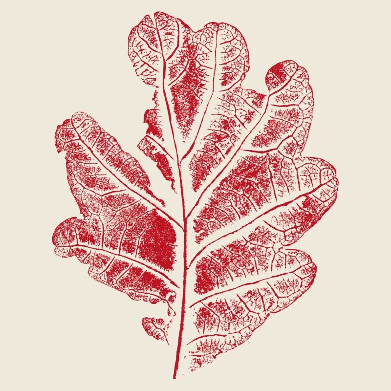 Blatt Eiche - Mit Rissen / Eichenblatt Botanisch