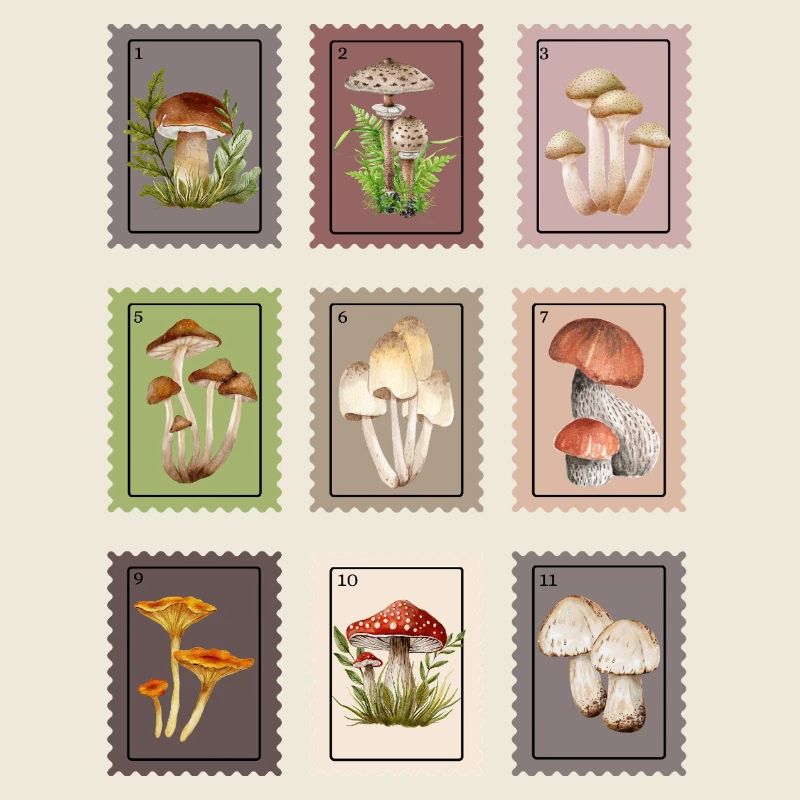 Conception des champignons