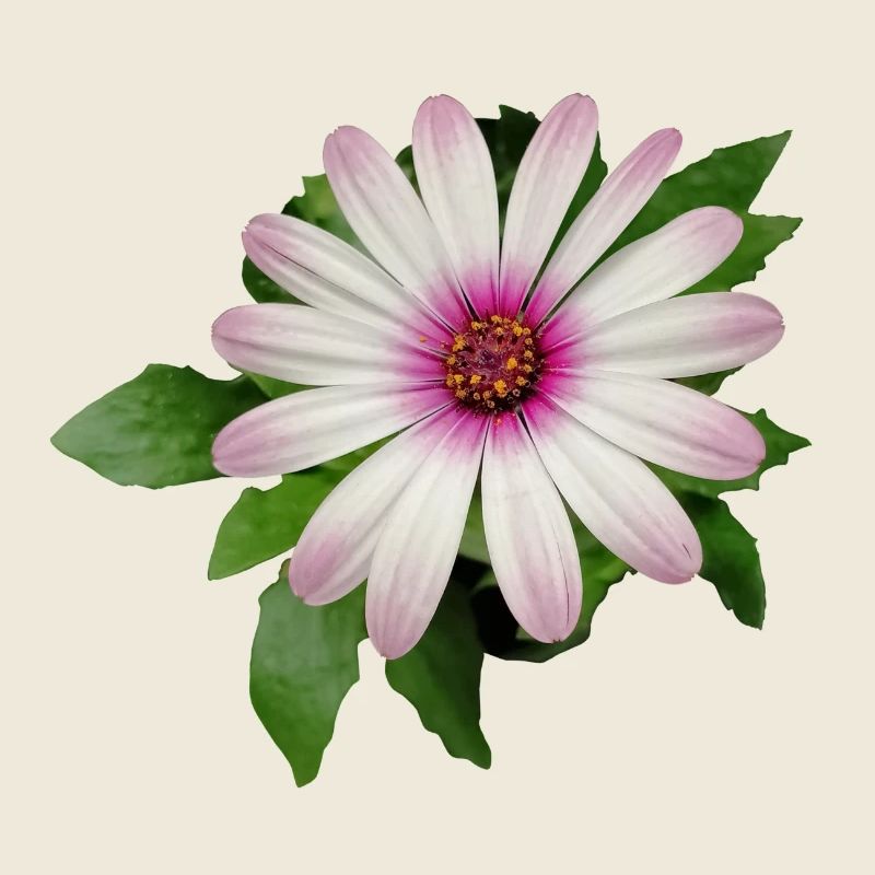 FLEUR DE PANIER DE CAPE VIOLETTE ET BLANCHE