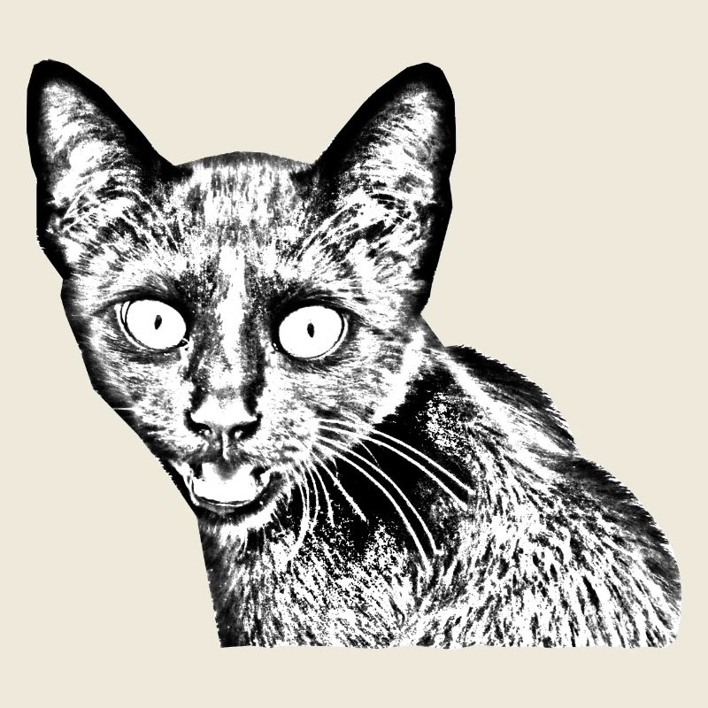 black cat