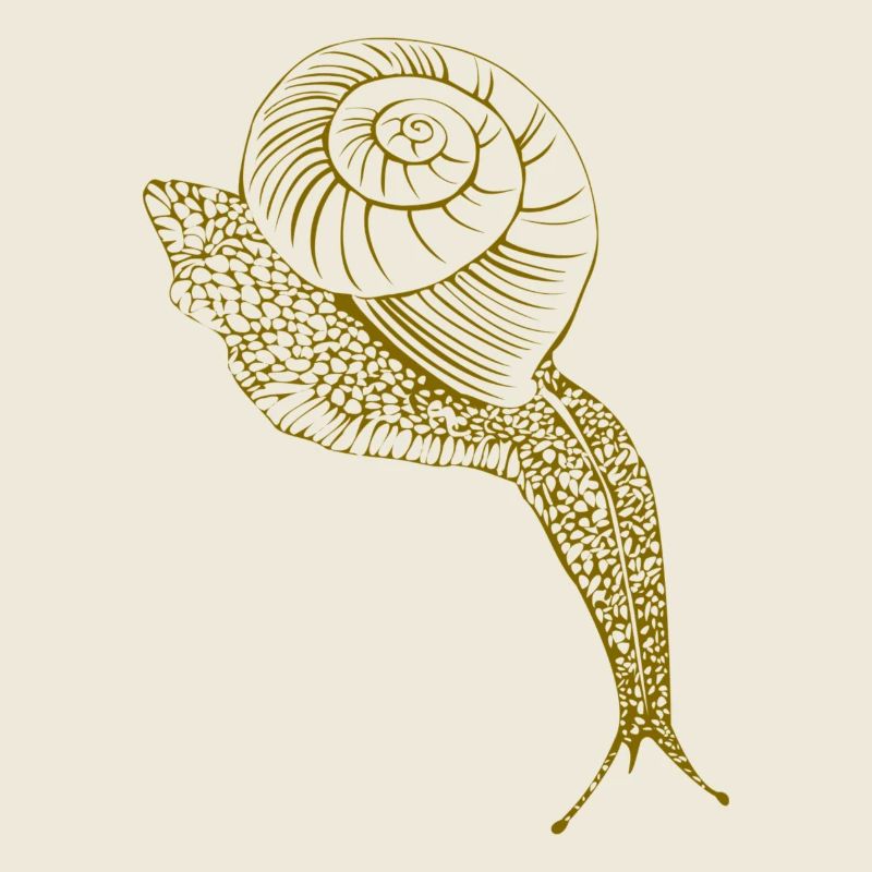 Brown snail