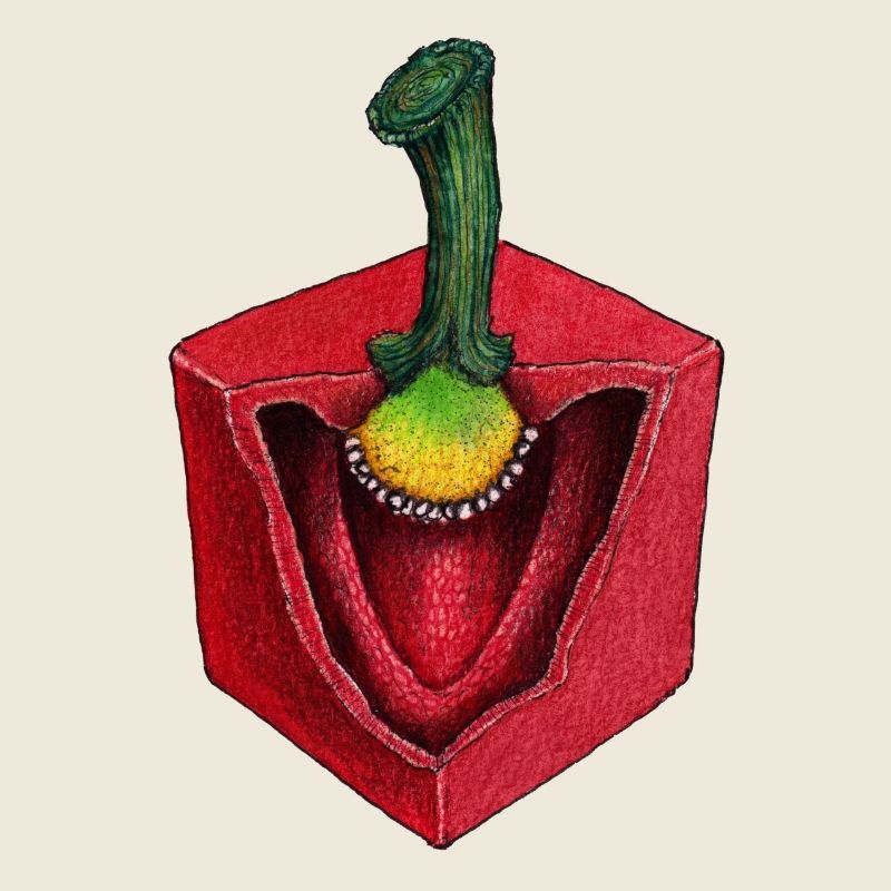 cube cube Paprika légumes coupés en dés