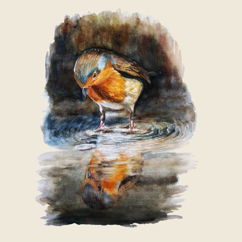 robin