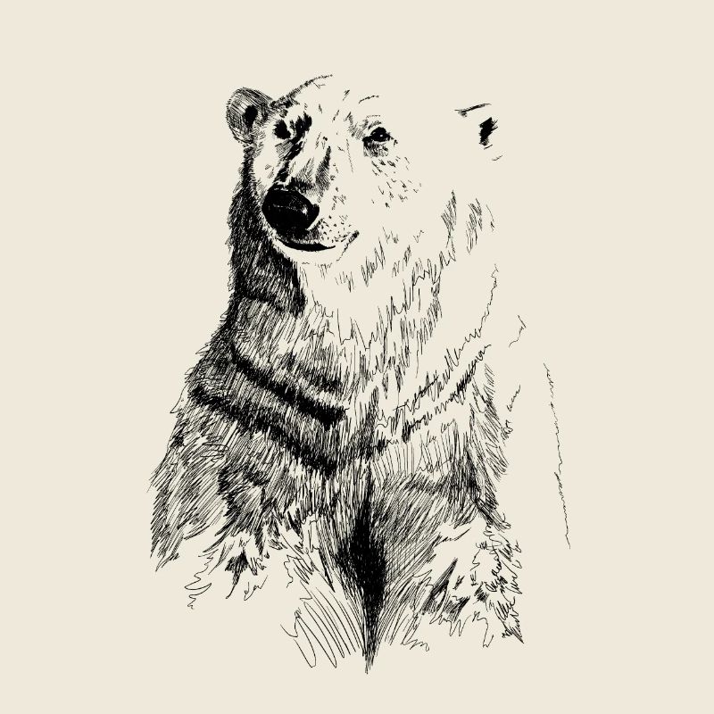 Eisbär