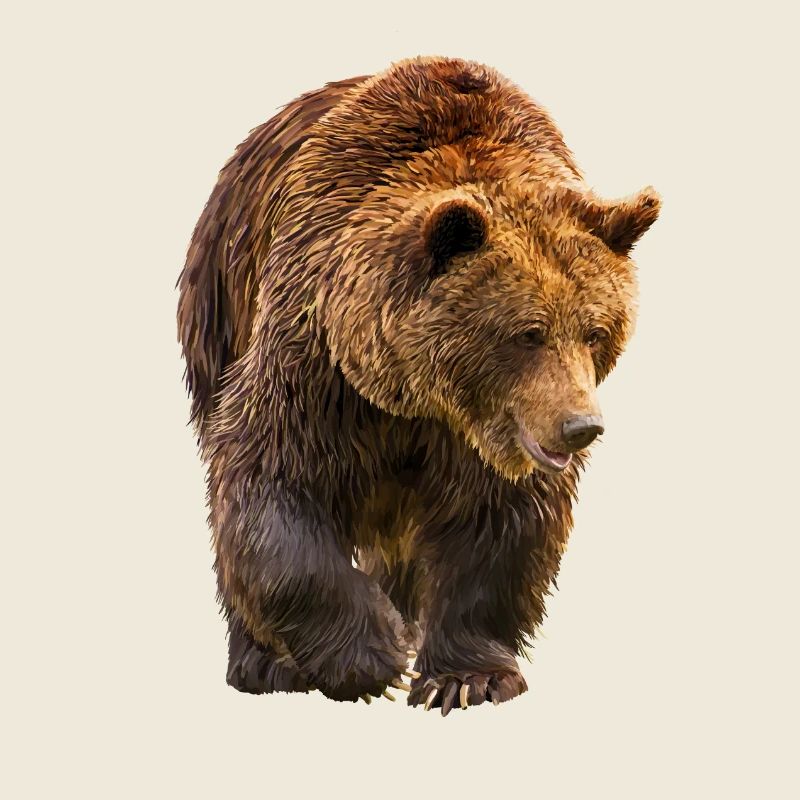 bear
