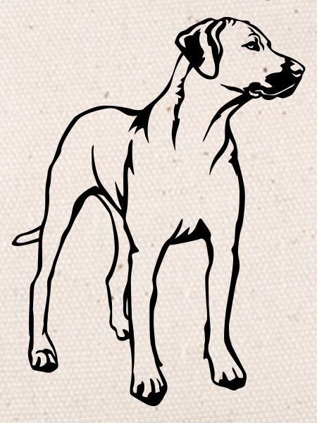 Rhodesian Ridgeback