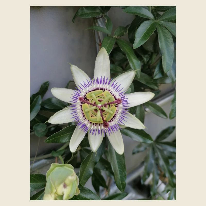 Passionsfrucht Blume Passiflora