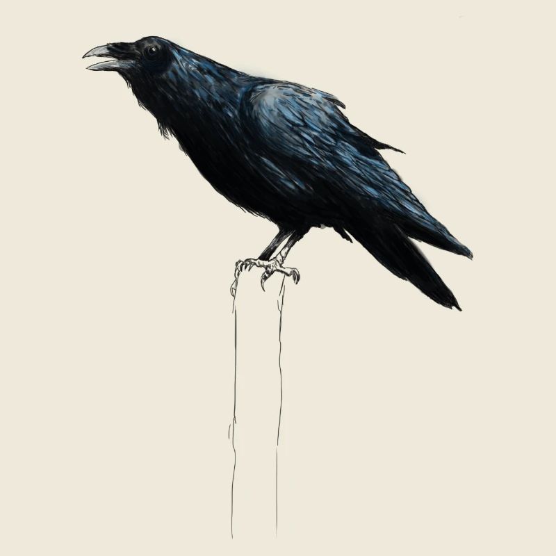 raven
