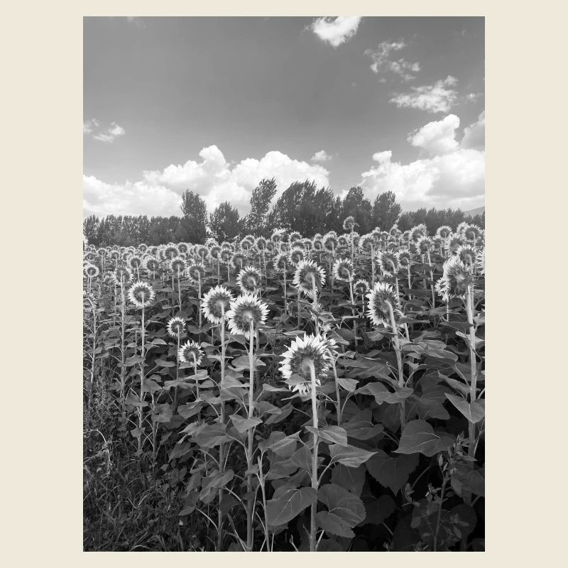 Sonnenblume